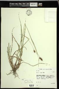 Carex bushii image