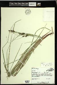 Carex caroliniana image