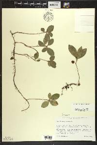 Gaultheria procumbens image