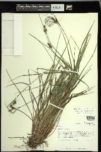 Carex caroliniana image