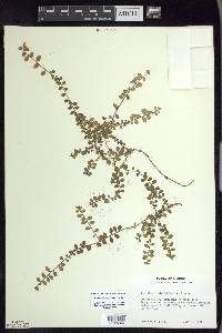 Gaultheria hispidula image