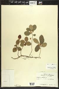 Gaultheria procumbens image