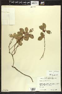 Gaultheria procumbens image