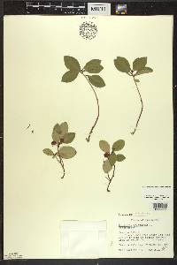 Gaultheria procumbens image