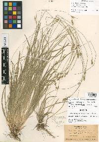Carex deweyana var. collectanea image
