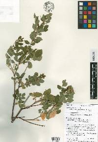 Rosa pisocarpa subsp. ahartii image