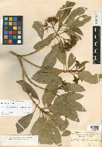 Rauvolfia sandwicensis image
