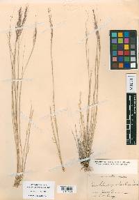 Muhlenbergia pauciflora image