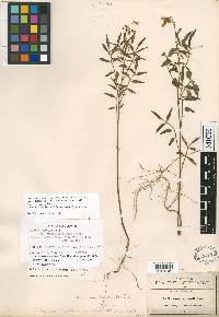 Solanum stenophyllidium image