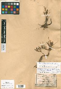 Phemeranthus parviflorus image