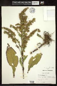 Solidago patula image