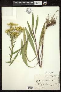 Solidago ohioensis image