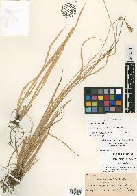 Carex bolanderi subsp. bolanderi image