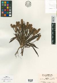 Plantago helleri image