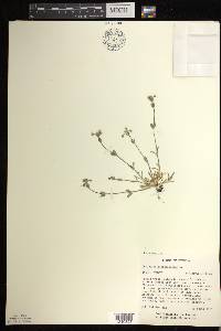 Cerastium semidecandrum image