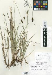 Carex angustispica image