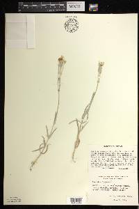 Cerastium tomentosum image