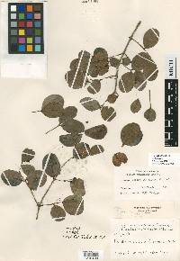 Psidium rotundatum image