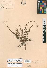 Polystichum rhizophyllum image