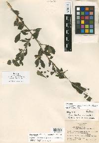 Ilex decidua var. mulleri image