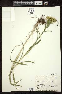 Solidago riddellii image