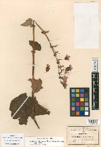 Begonia tapatia image
