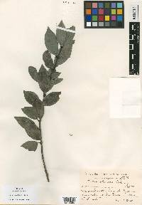 Buxus olivacea image