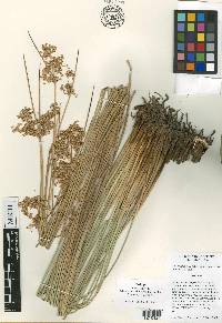 Juncus effusus subsp. austrocalifornicus image