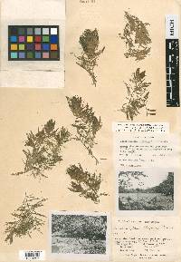 Ceratophyllum muricatum image