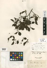 Psidium rhombeum image