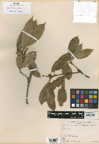 Quercus cambodiensis image