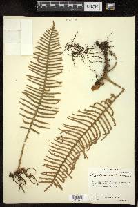 Polypodium rosei image