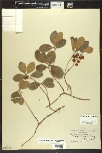 Gaultheria procumbens image