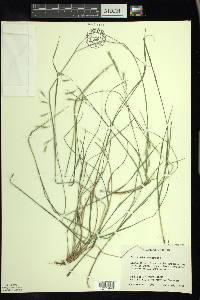 Danthonia compressa image