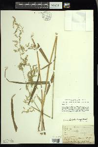 Cinna latifolia image