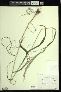 Cinna arundinacea image