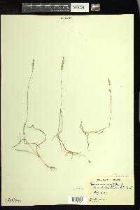 Cynosurus cristatus image