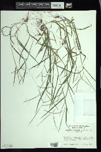 Digitaria ischaemum image