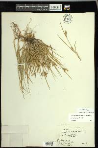 Carex garberi image