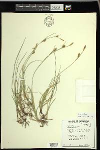 Carex meadii image