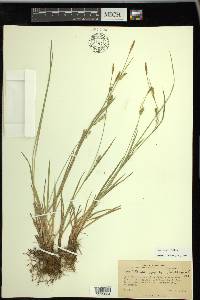 Carex tetanica image