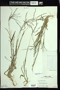 Digitaria ischaemum image