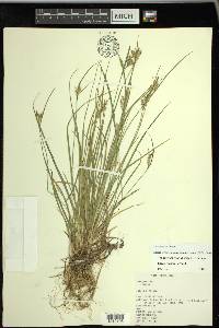 Carex garberi image