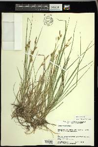 Carex meadii image