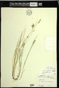 Carex garberi image