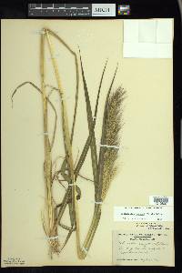 Echinochloa walteri image