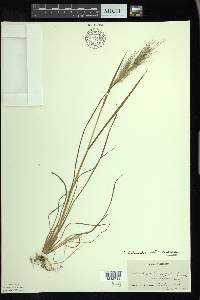 Echinochloa walteri image