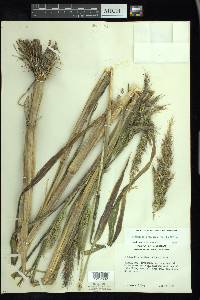 Echinochloa walteri image