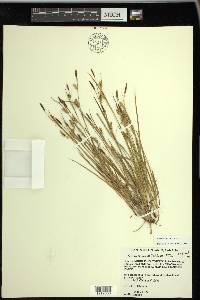 Carex tetanica image