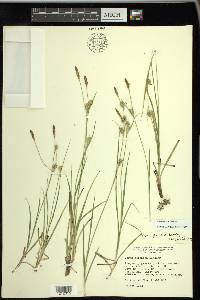 Carex tetanica image